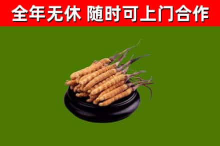 白山回收冬虫夏草